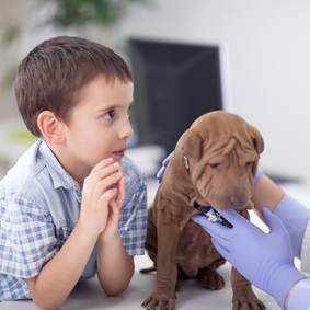 New Puppy 101 from Rainier Veterinary Hospital in Seattle