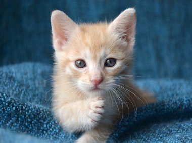 New Kitten 101 from Rainier Veterinary Hospital in Seattle