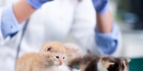 Kitten Vaccines at Rainier Veterinary Hospital in Seattle