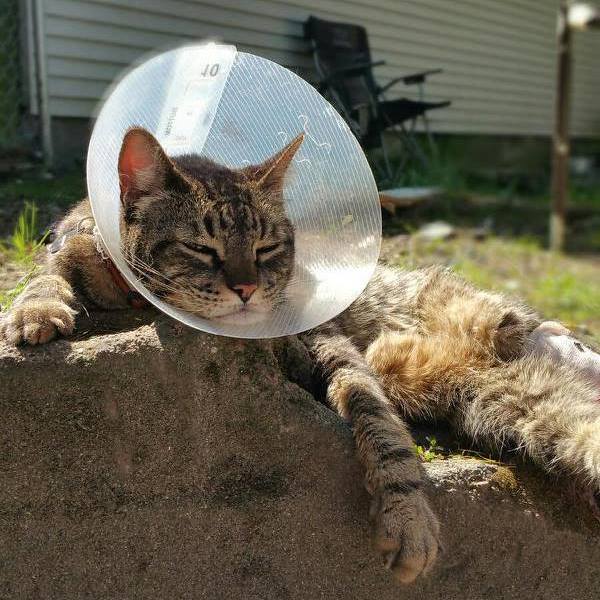 Rainier Veterinary Hospital Cat of the Month: June 2016 - George Michael