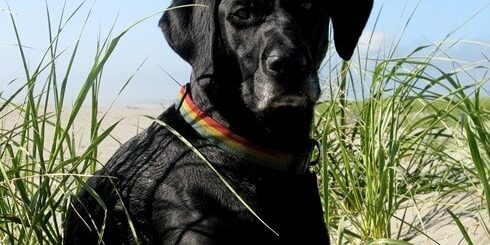 Rainier Veterinary Hospital Dog of the Month: June 2016 - Ozo