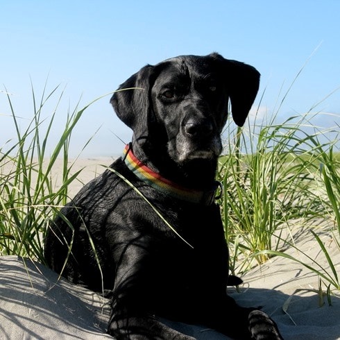 Rainier Veterinary Hospital Dog of the Month: June 2016 - Ozo