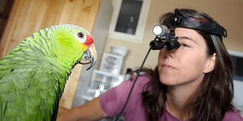 Dr Debra Nicholson, Veterinarian at Rainier Veterinary Hospital Seattle