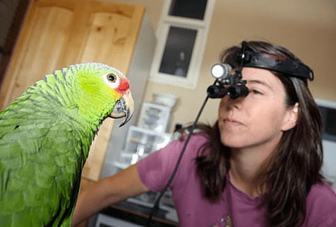 Dr Debra Nicholson, Veterinarian at Rainier Veterinary Hospital Seattle