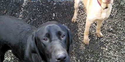 Rainier Veterinary Hospital Dog of the Month, July 2016: Joe and Margo