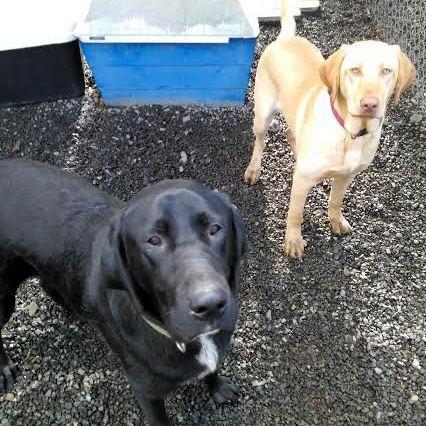 Rainier Veterinary Hospital Dog of the Month, July 2016: Joe and Margo