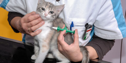 Pet Vaccination Questions Answered at Rainier Veterinary Hospital