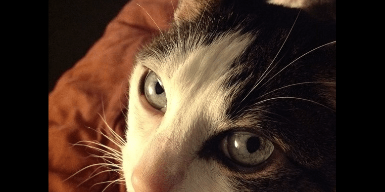 Rainier Veterinary Hospital Cat of the Month, July 2016: Extreme Danger