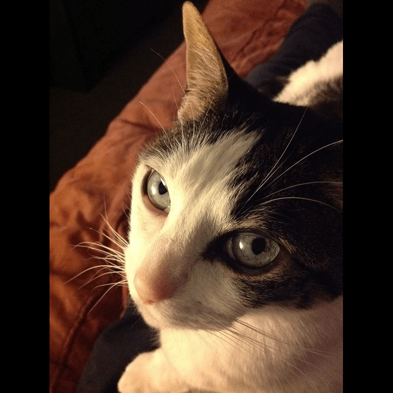 Rainier Veterinary Hospital Cat of the Month, July 2016: Extreme Danger