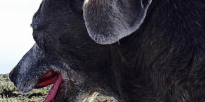 Treating Chronic Renal Failure in Dogs at Rainier Veterinary Hospital