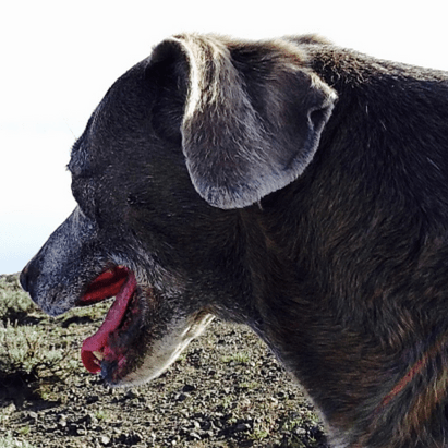 Treating Chronic Renal Failure in Dogs at Rainier Veterinary Hospital