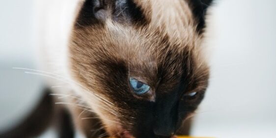 Rainier Veterinary Hospital on Proper Pet Nutrition