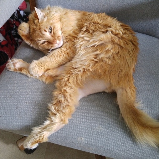 Rainier Veterinary Hospital Cat of the Month, August 2016: Mufasa