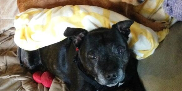 Rainier Veterinary Hospital Dog of the Month, August 2016: Archie and Charlotte