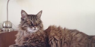 Rainier Veterinary Hospital Cat of the Month, September 2016: Matador