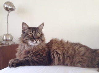 Rainier Veterinary Hospital Cat of the Month, September 2016: Matador