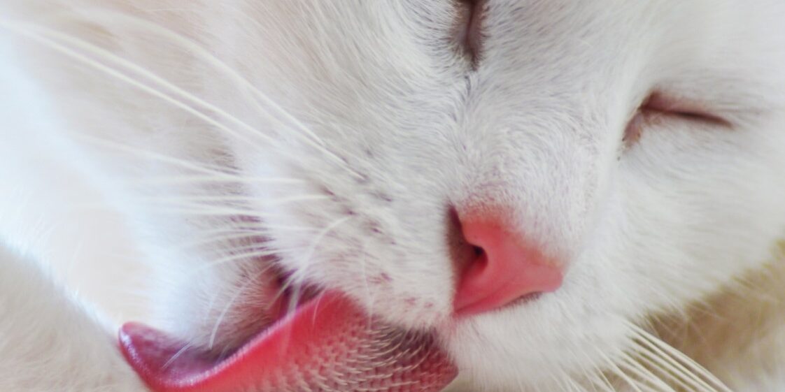 Rainier Veterinary Hospital's Solutions for an Over-Grooming Cat