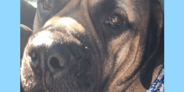 Rainier Veterinary Hospital Dog of the Month, October 2016: Patronus