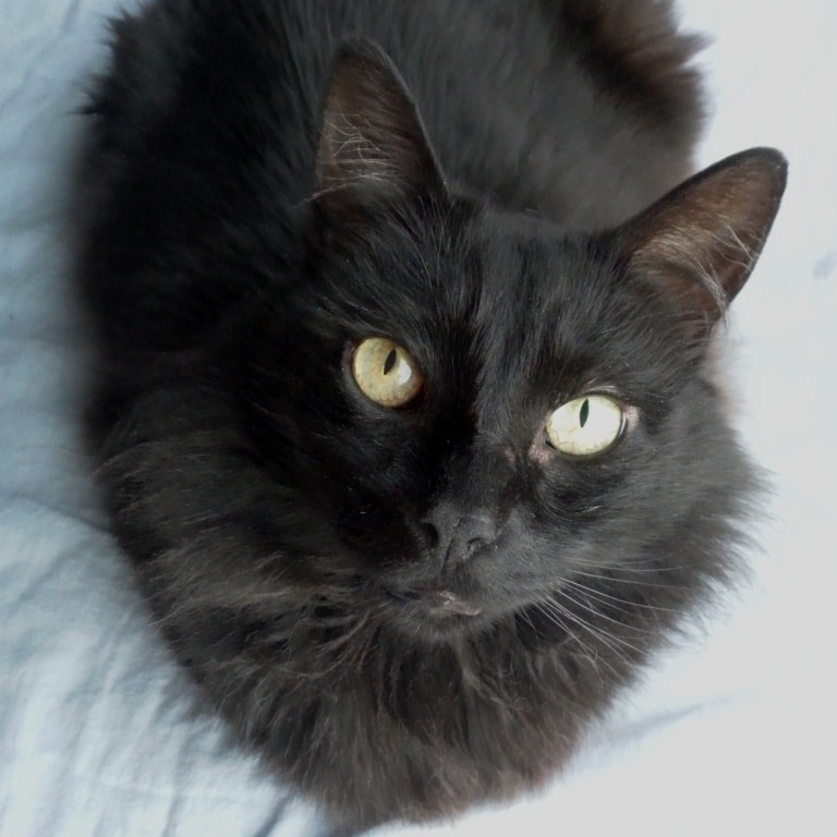 Rainier Veterinary Hospital Cat of the Month, November 2016: Luna