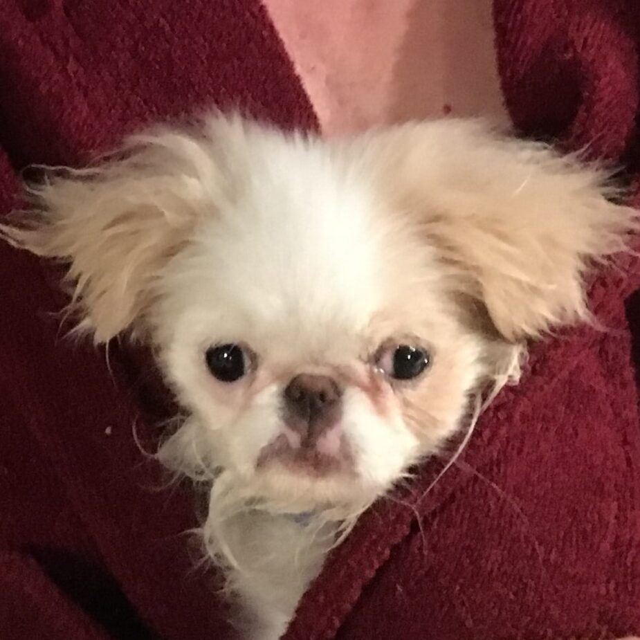 Rainier Veterinary Hospital Dog of the Month, November 2016: Lola