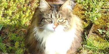 Rainier Veterinary Hospital Cat of the Month, December 2016: Sophie Ann