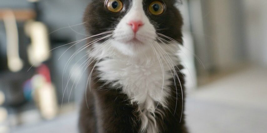 Reasons and Treatment for Cat Vomiting from Rainier Veterinary Hospital in Seattle