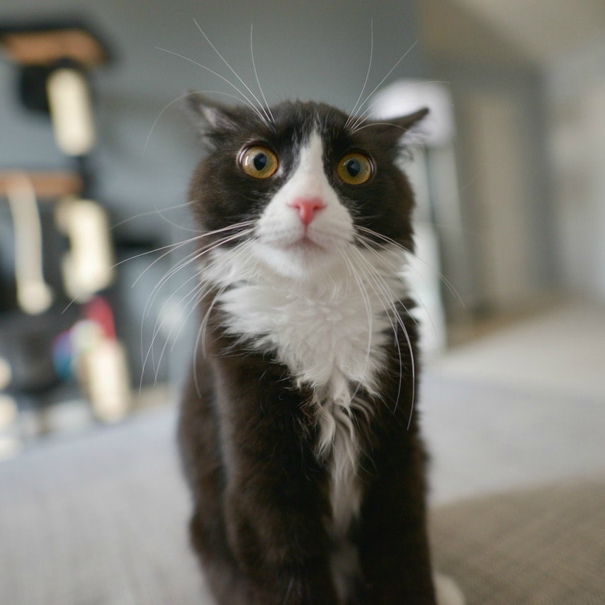 Reasons and Treatment for Cat Vomiting from Rainier Veterinary Hospital in Seattle