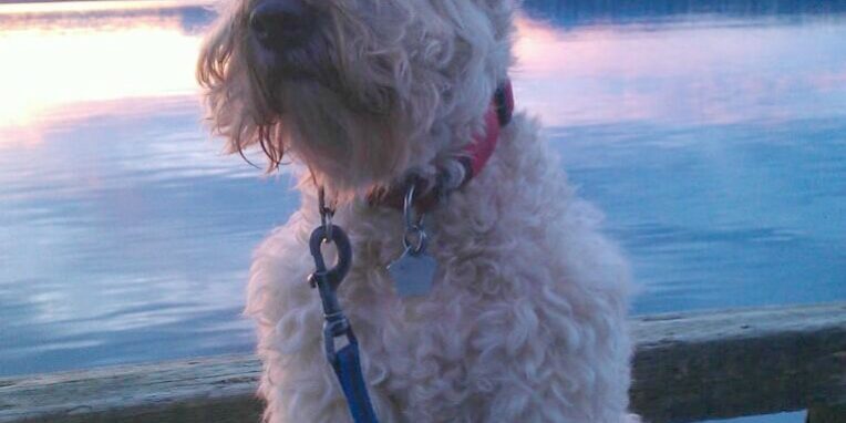 Rainier Veterinary Hospital Dog of the Month, January 2017: Chelsea