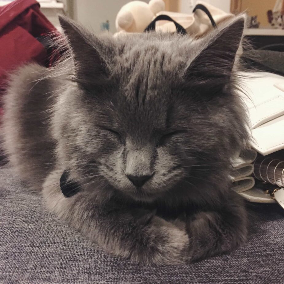 Rainier Veterinary Hospital Cat of the Month, February 2017: Oreo