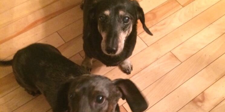 Rainier Veterinary Hospital Dog of the Month, February 2017: Peanut and Huxley