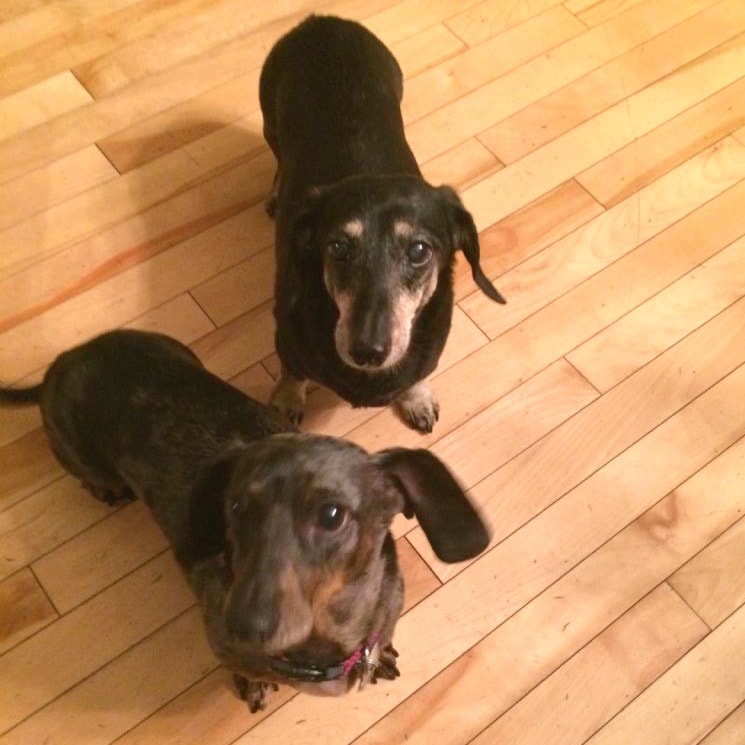 Rainier Veterinary Hospital Dog of the Month, February 2017: Peanut and Huxley