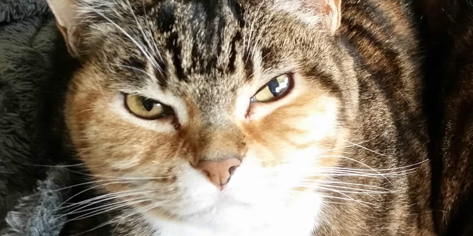 Rainier Veterinary Hospital Cat of the Month, April 2017: Eloise