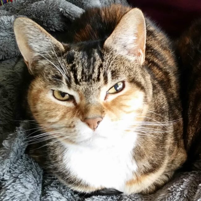 Rainier Veterinary Hospital Cat of the Month, April 2017: Eloise