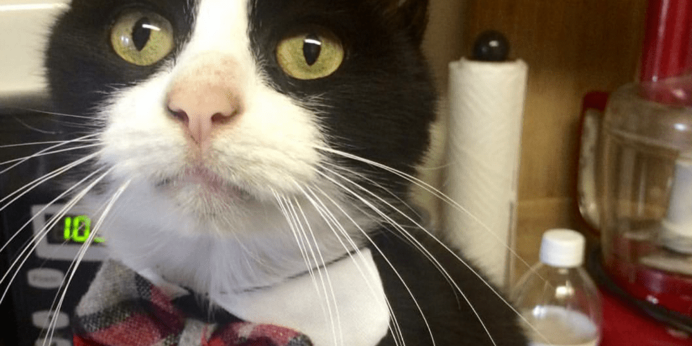 Rainier Veterinary Hospital Cat of the Month, May 2017: Rupert