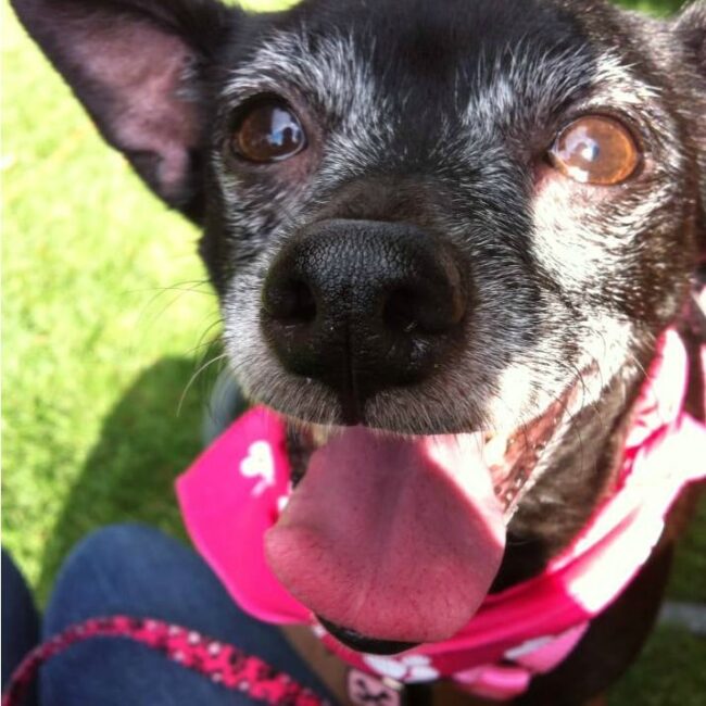 Rainier Veterinary Hospital Dog of the Month, May 2017: Eliot