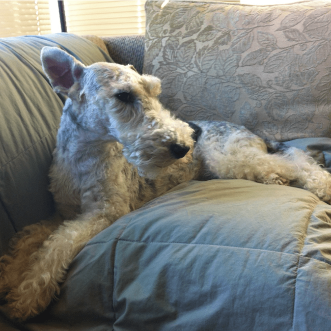 Rainier Veterinary Hospital Dog of the Month, June 2017: Carter