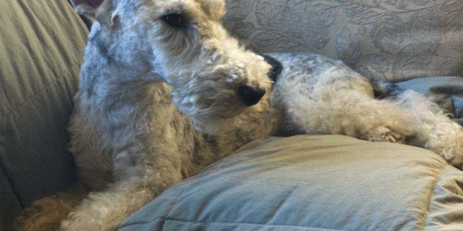 Rainier Veterinary Hospital Dog of the Month, June 2017: Carter