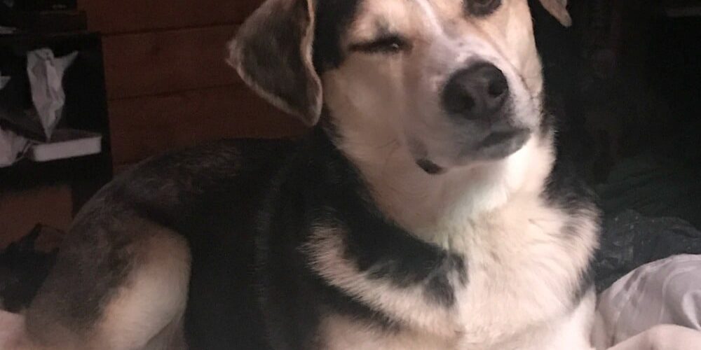 Rainier Veterinary Hospital Dog of the Month, July 2017: Johnny