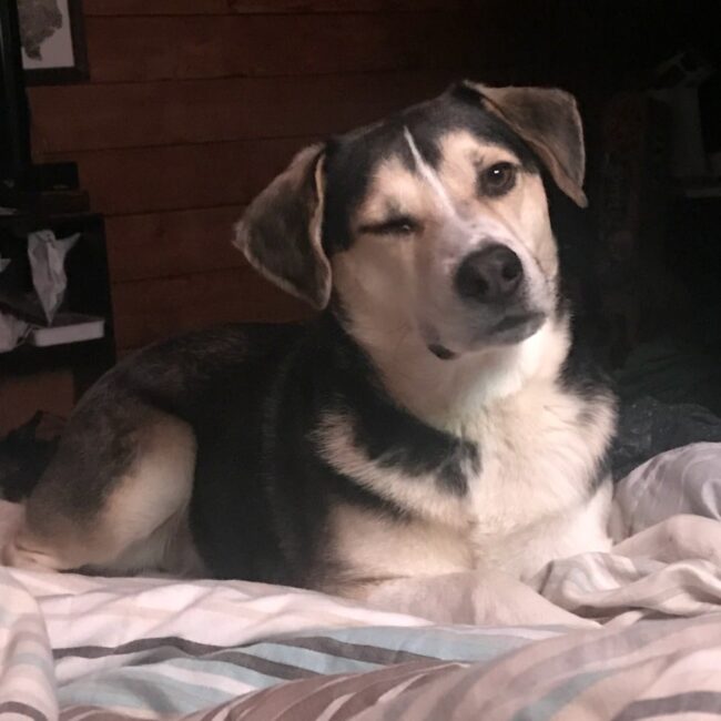 Rainier Veterinary Hospital Dog of the Month, July 2017: Johnny