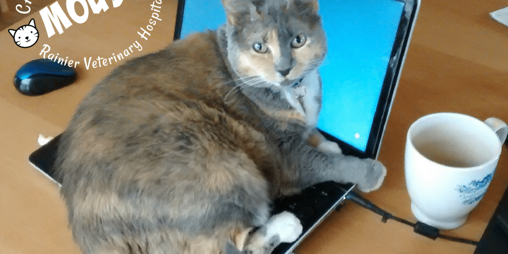 Rainier Veterinary Hospital Cat of the Month, August 2017: Mouse