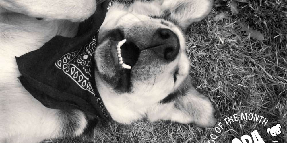 Rainier Veterinary Hospital Dog of the Month, August 2017: Coda