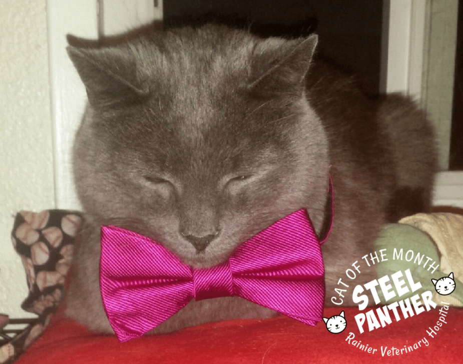 Rainier Veterinary Hospital Cat of the Month, September 2017: Steel Panther