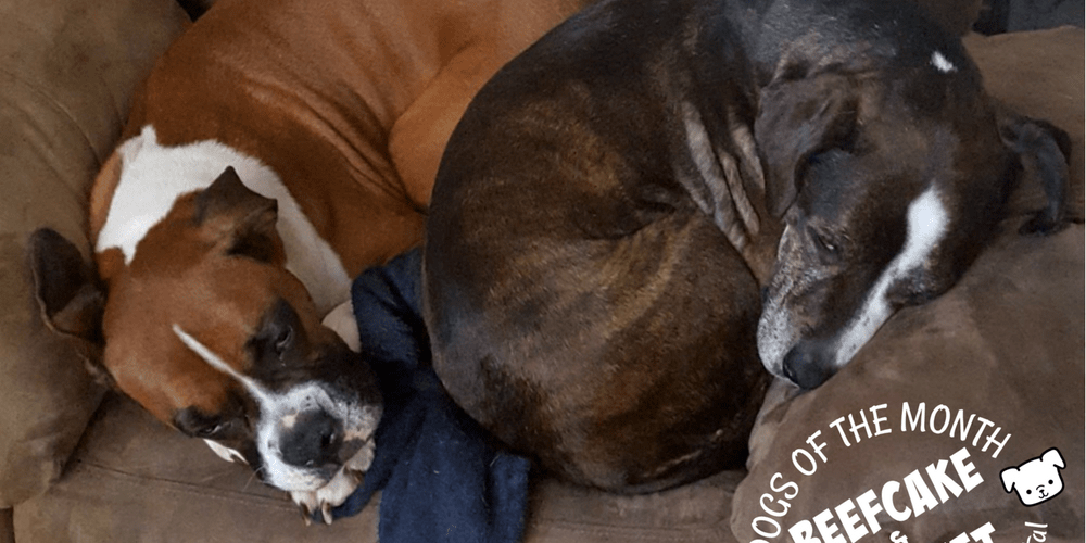 Rainier Veterinary Hospital Dog of the Month, September 2017: Hatchet & Beefcake