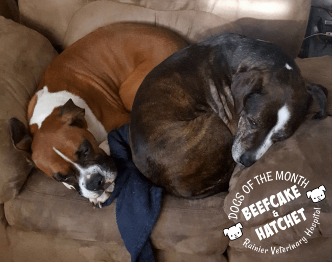Rainier Veterinary Hospital Dog of the Month, September 2017: Hatchet & Beefcake