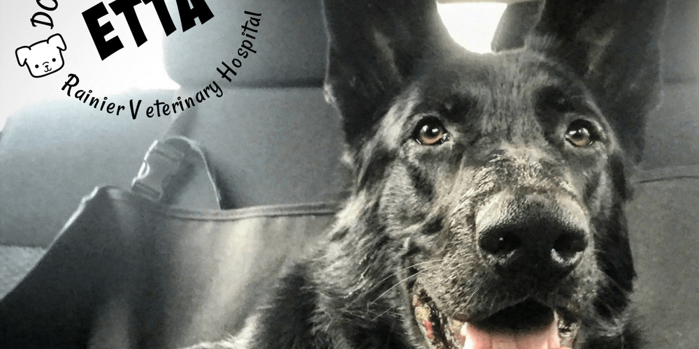 Rainier Veterinary Hospital Dog of the Month, November 2017: Etta