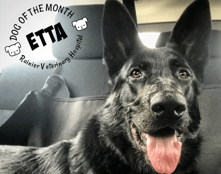 Rainier Veterinary Hospital Dog of the Month, November 2017: Etta