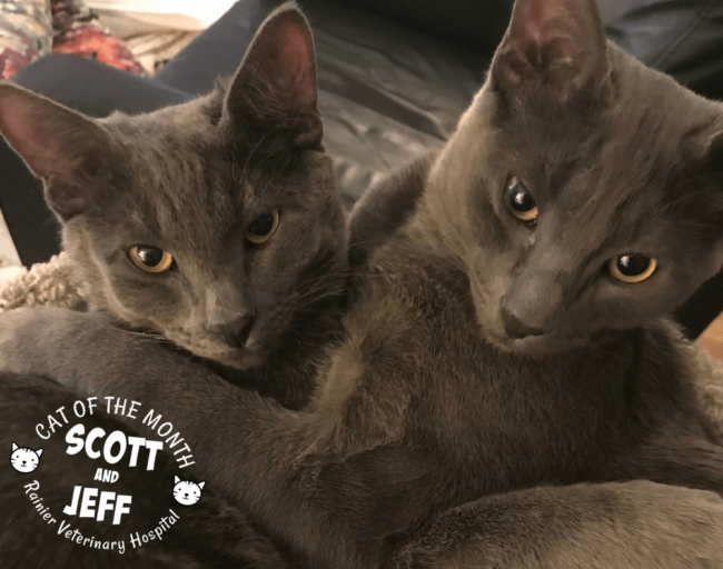 Rainier Veterinary Hospital Cat of the Month, March 2018: Scott & Jeff