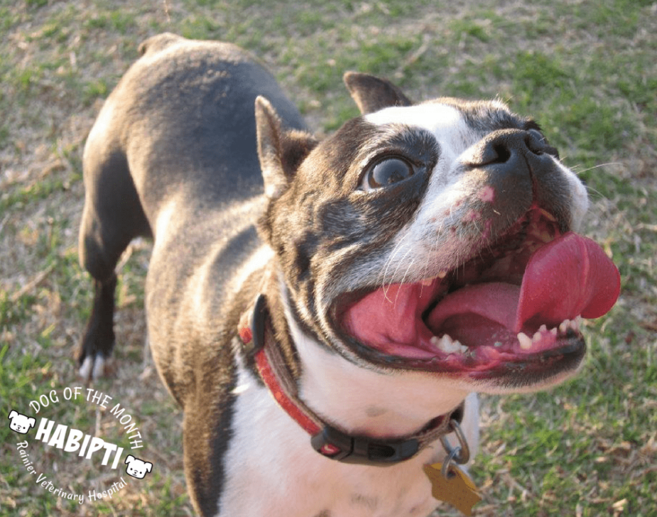 Rainier Veterinary Hospital Dog of the Month, March 2018: Habipti