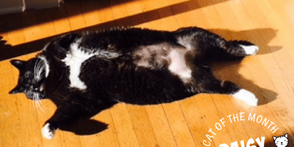 Rainier Veterinary Hospital Cat of the Month, April 2018: Daisy