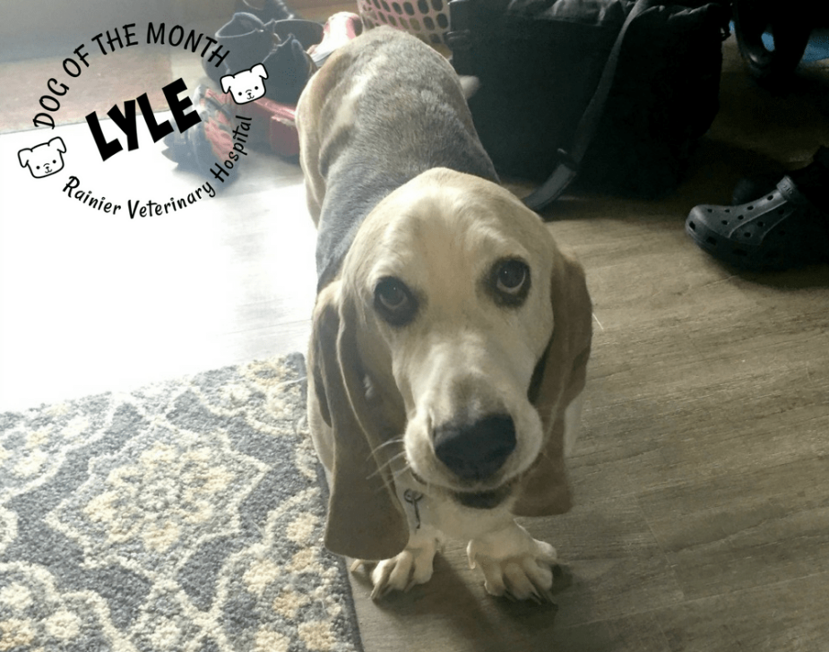 Rainier Veterinary Hospital Dog of the Month, April 2018: Lyle